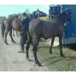 Грузовое такси и цены на грузоперевозки